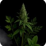 DarkSide 30 (Mary Jane 2.0)